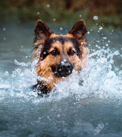 Schäferhund, Hundefotografie im Wasser