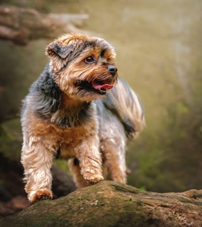 hundefotografie, yorkshire terrier