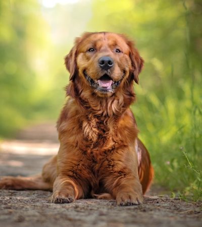 Golden Retriever Fotoshooting