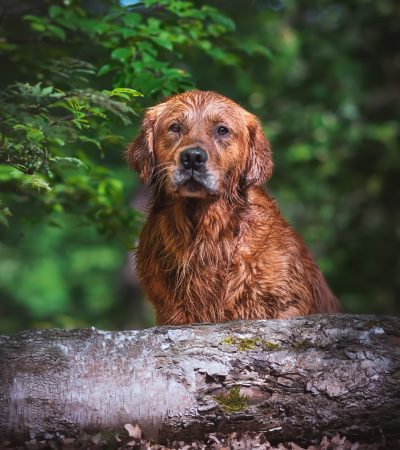 Golden Retriever Fotoshooting