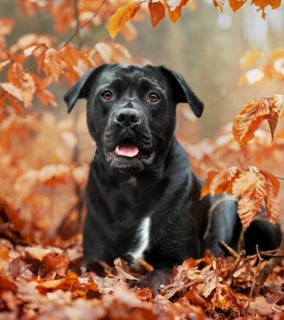 Herbst Hundefotografie
