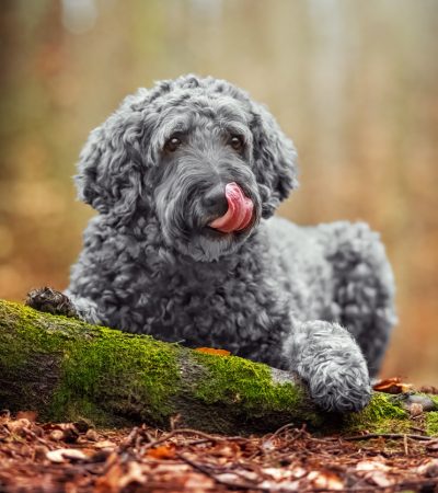 Herbst Hundefotografie, Labradoodle