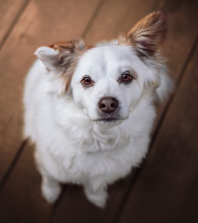 Jack Russell, Hundefotografie